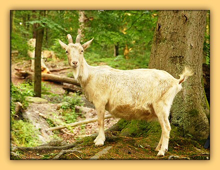 Die Ziege Berta
